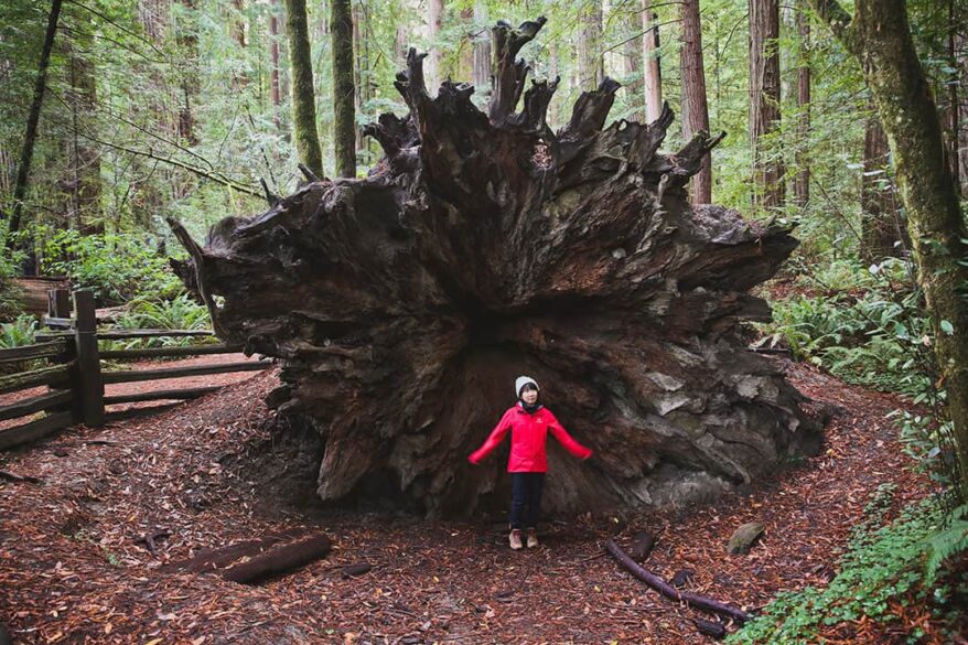 15 Epic Things to Do in Redwood National Park and State Parks » Local ...