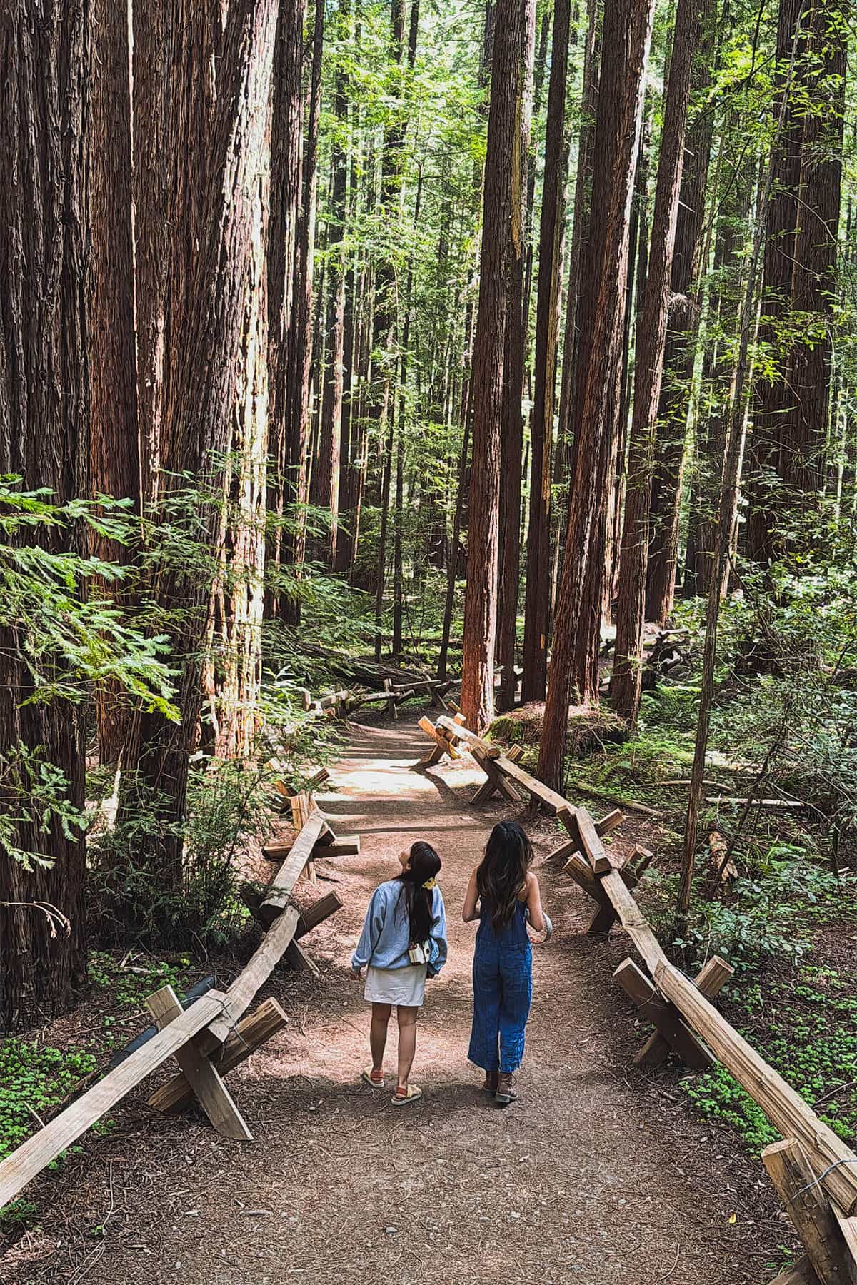 armstrong redwoods state natural reserve trails
