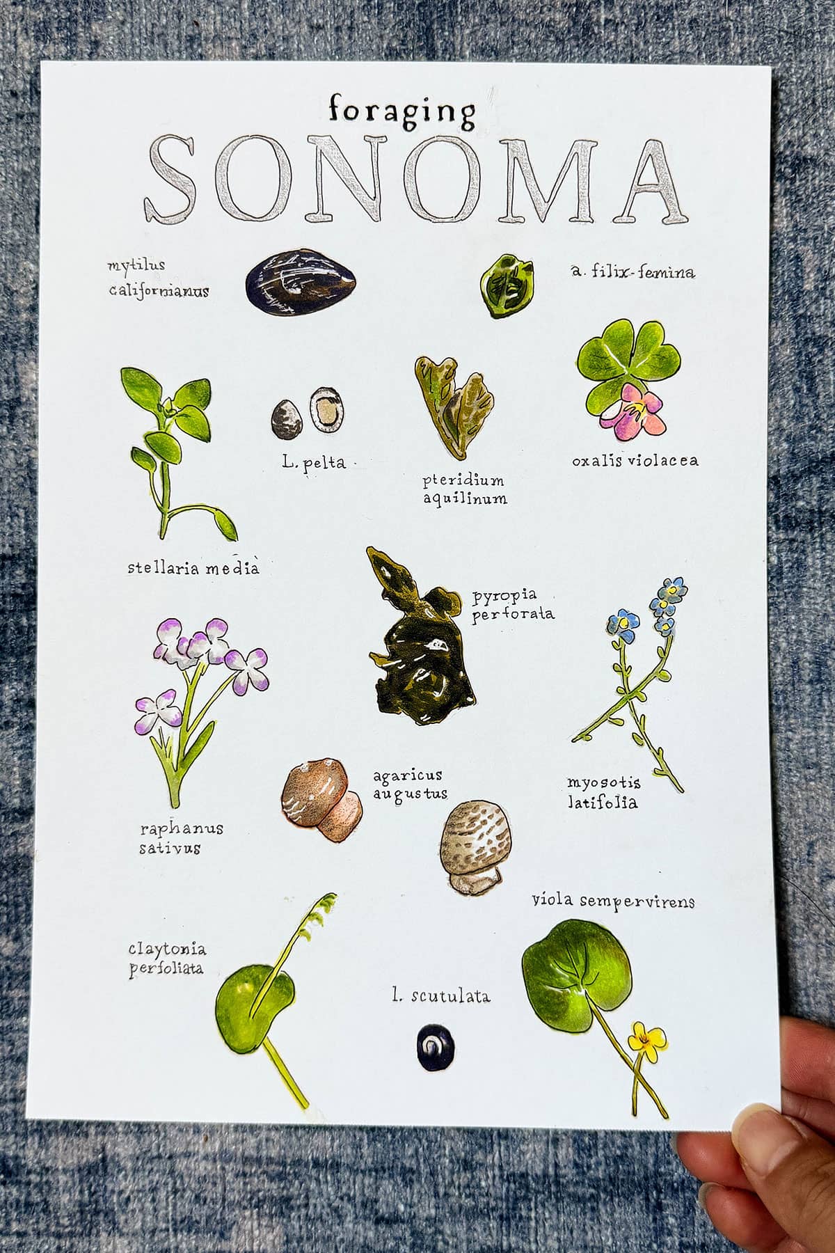 foraging california