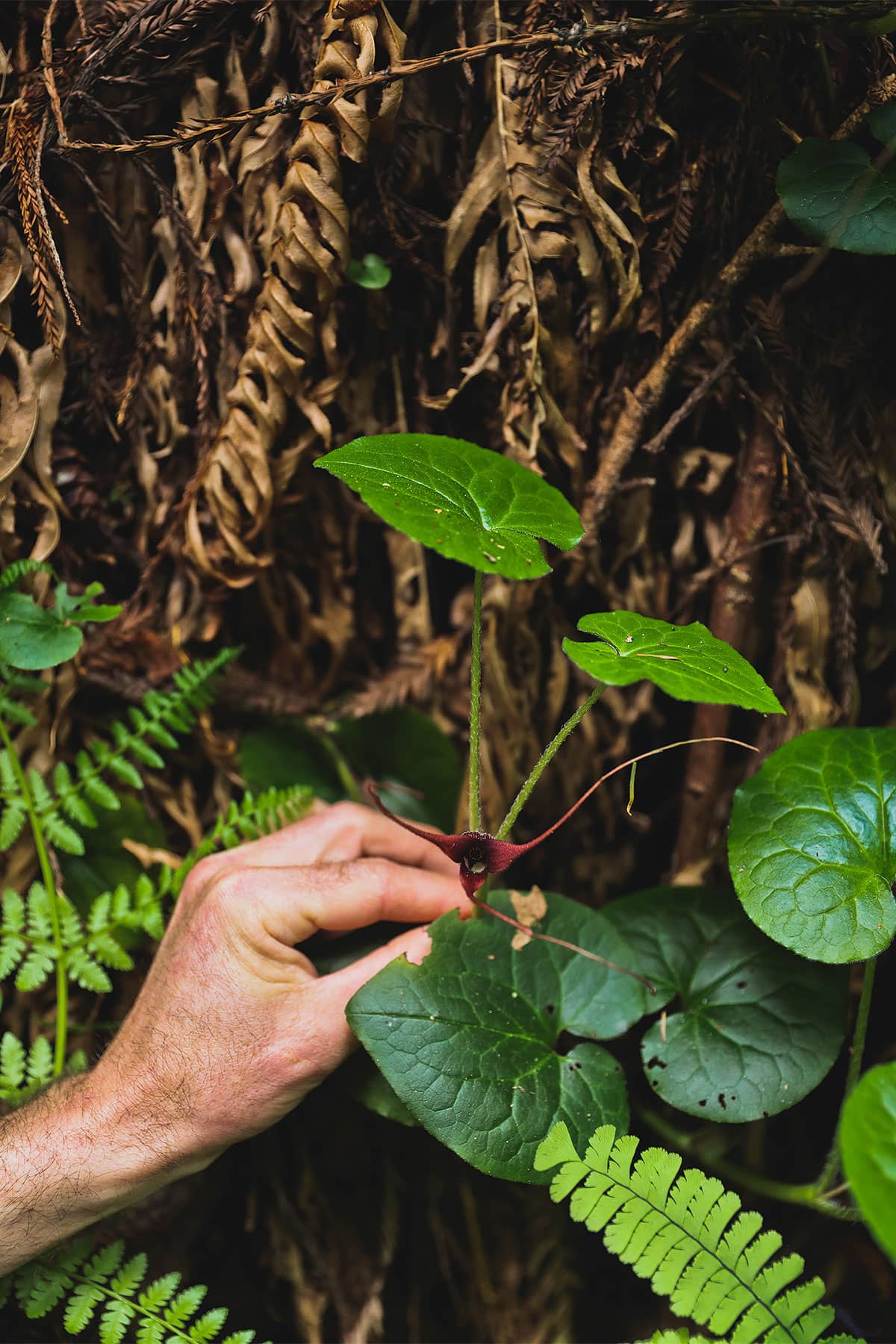 foraging northern california