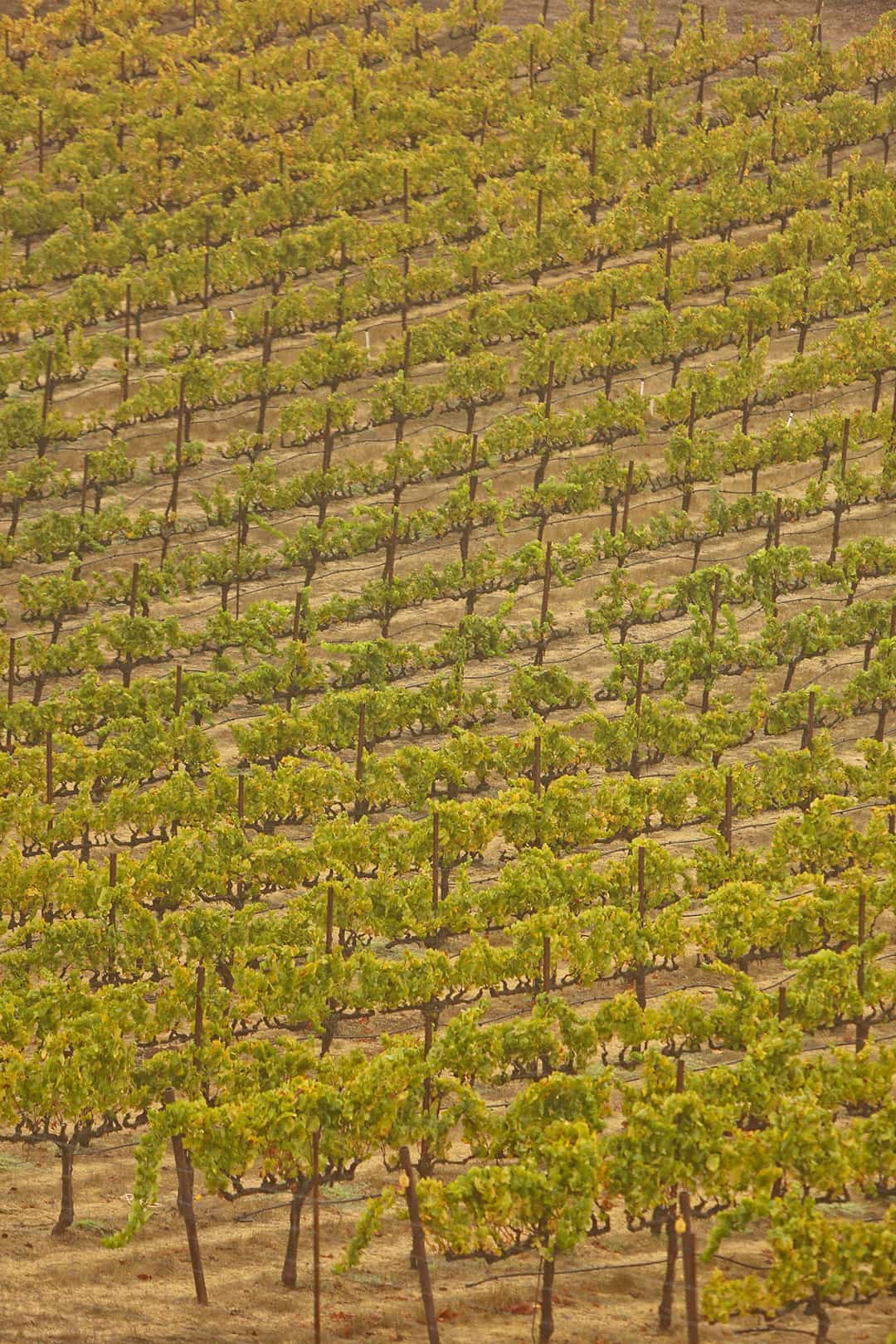 paradise ridge winery