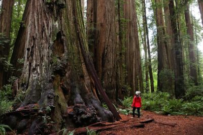 what to do at redwood national park