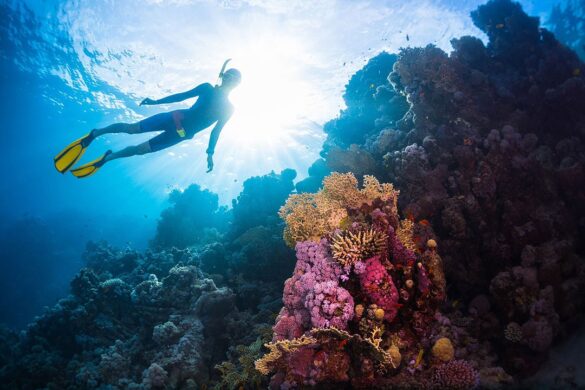 Your Guide to the Best Scuba Diving in USA » Local Adventurer