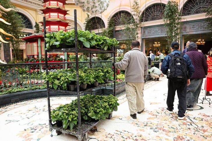 how often does bellagio conservatory change