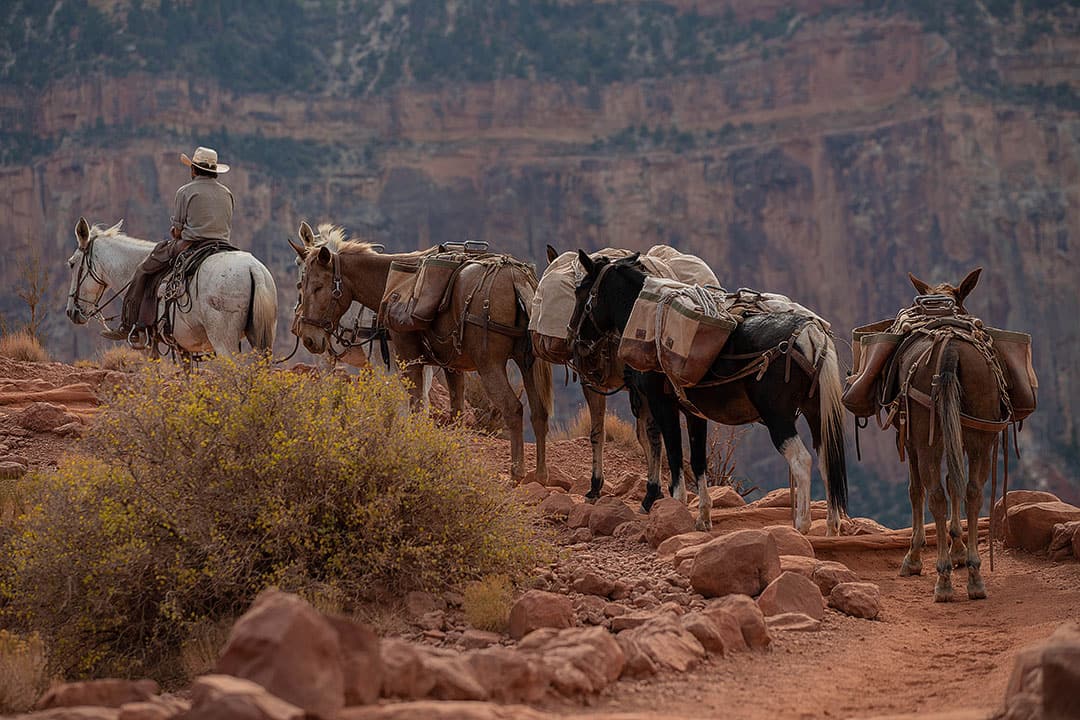 the grand canyon mule rides