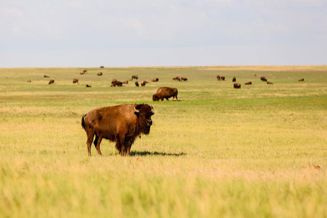 badlands bison + 9 fantastiska saker att göra i badlands nationalpark