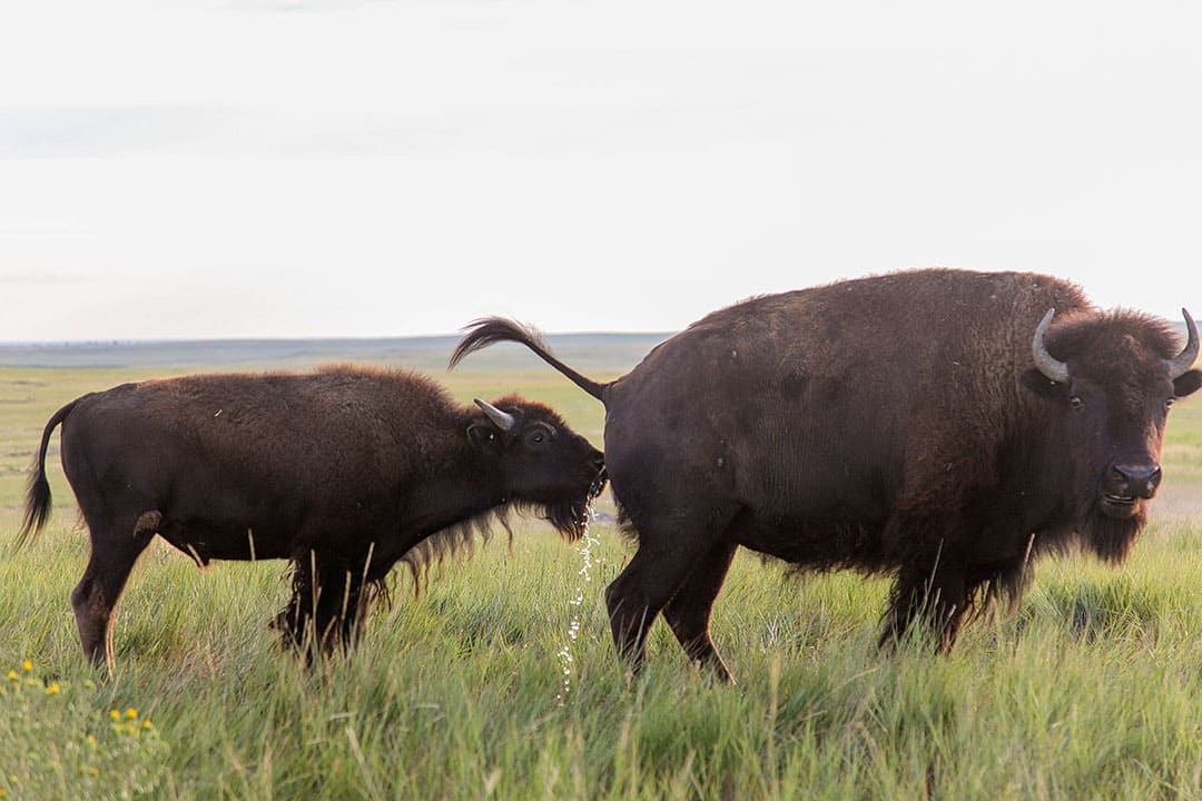 where to see bison in badlands