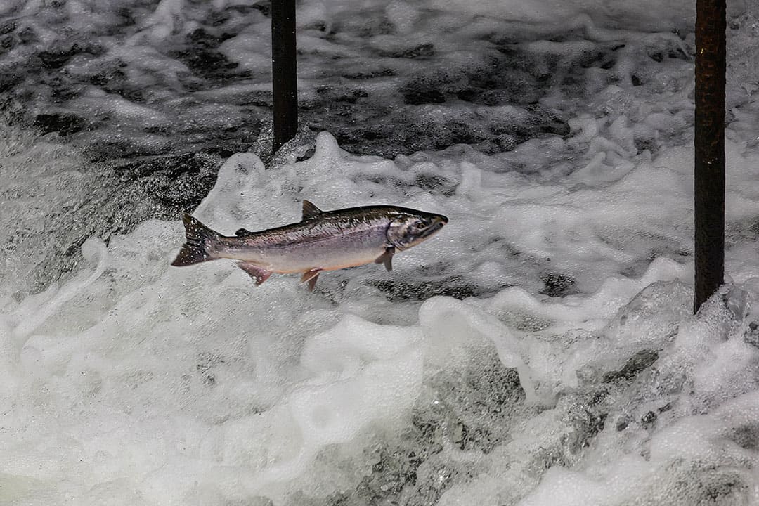 bear creek weir