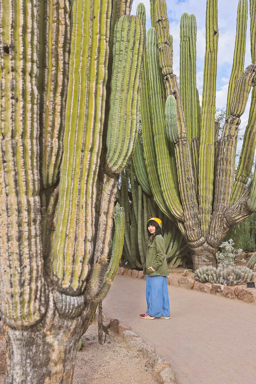 desert botanical garden phoenix + how to spend the perfect weekend in phoenix itinerary