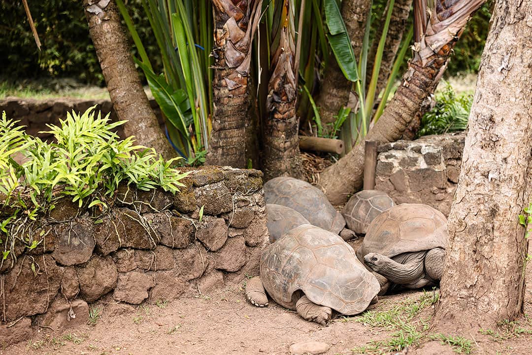 giant tortoises mauritius