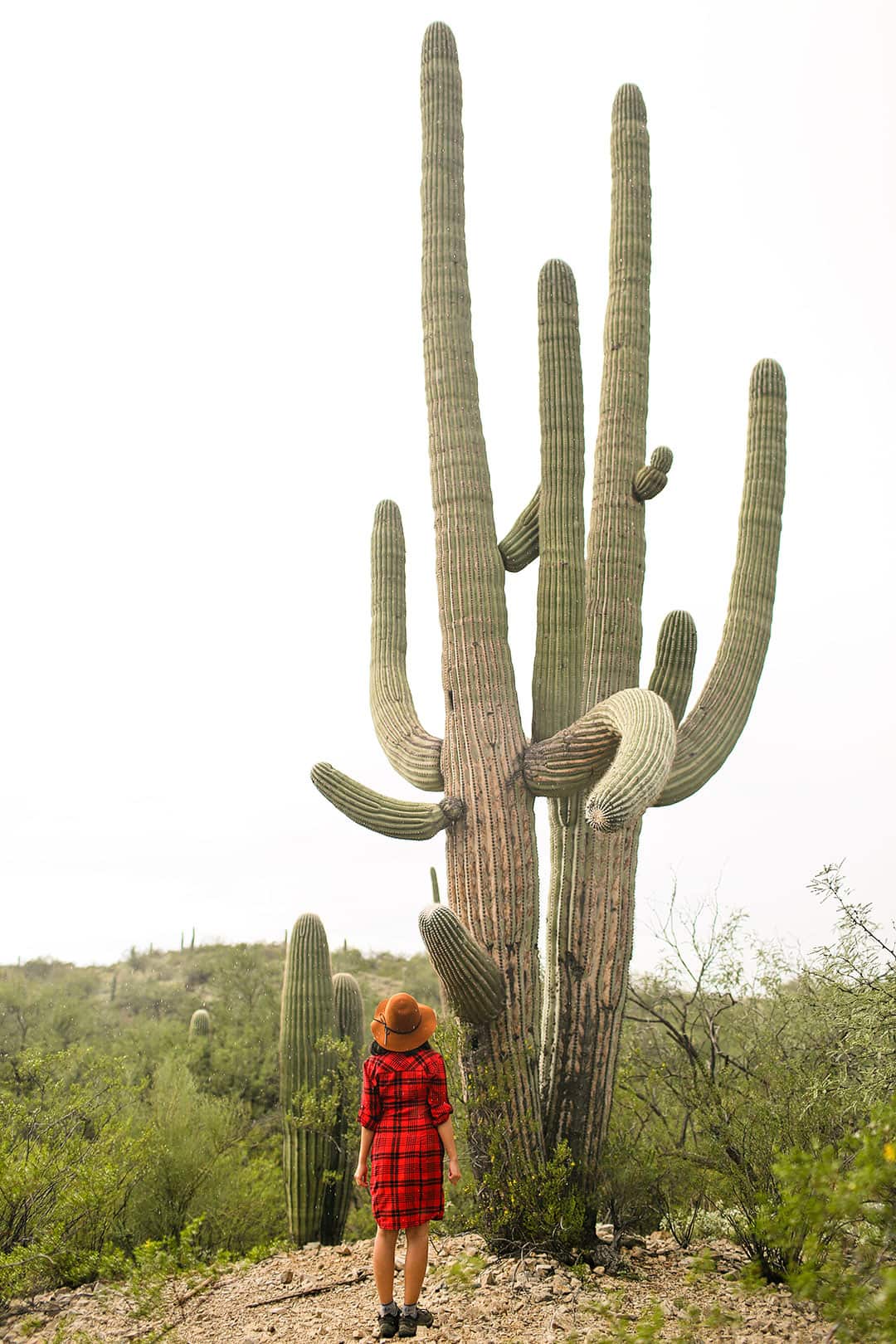saguaro cactus national park