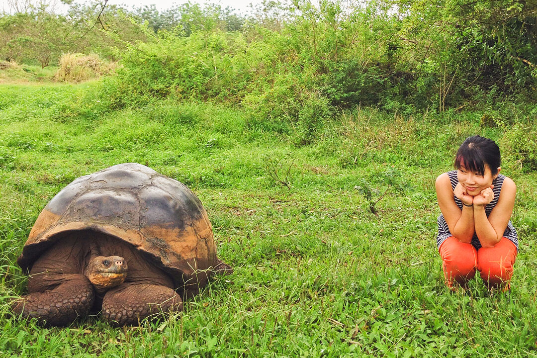 Rancho Primicias Galapagos Giant Tortoise Ranch, Santa Cruz Island, Galapagos Islands, Ecuador + Are you visiting the Galapagos Islands? Save this pin and click through to see more details on the 13 best things to do in Galapagos Islands. This post includes the top Galapagos Islands activities, what to see, best places to see wildlife, and essential tips for your visit, and more // Local Adventurer #galapagosislands #galapagos #ecuador #southamerica