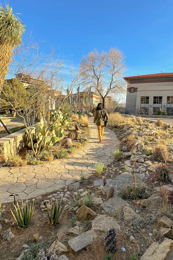 centennial museum and chihuahuan desert gardens