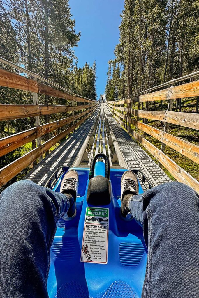 forest flyer mountain coaster