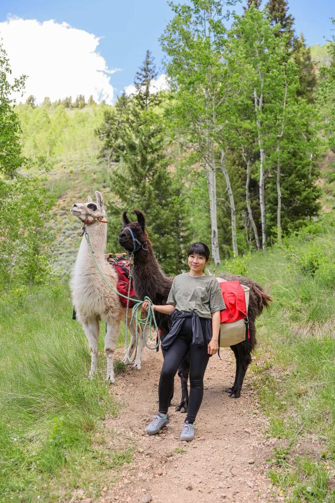 hike with llamas vail colorado