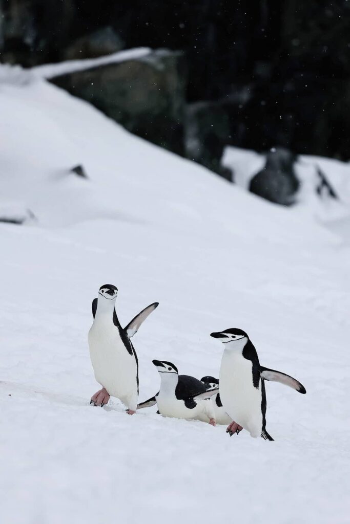 pictures of chinstrap penguins