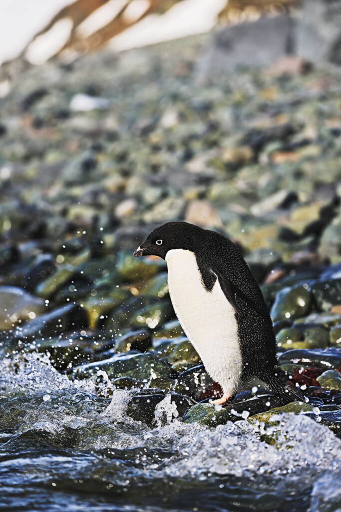 adelie penguin antarctica