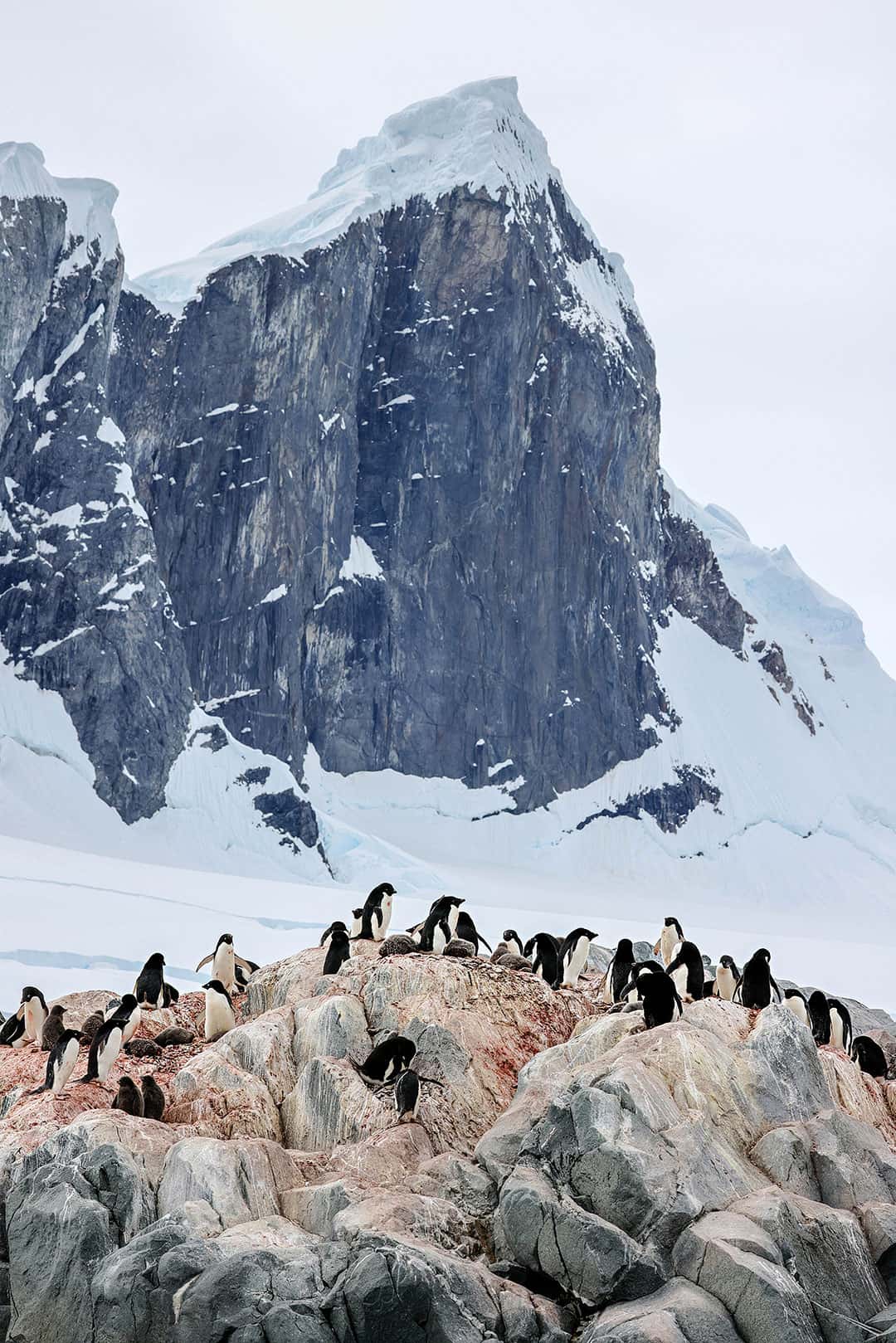 adelie penguin habitat