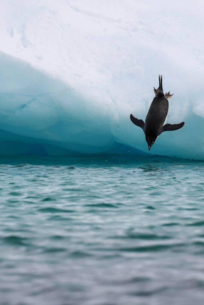 adelie penguins photos