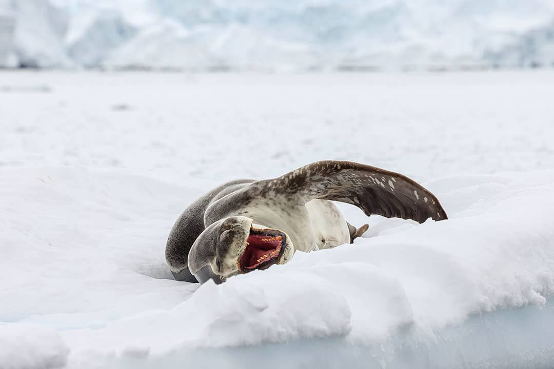 antarctic leopard seal