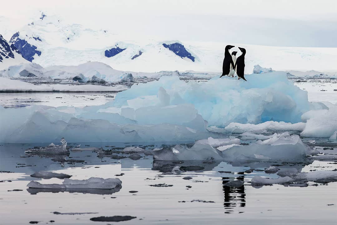 antarctic penguin