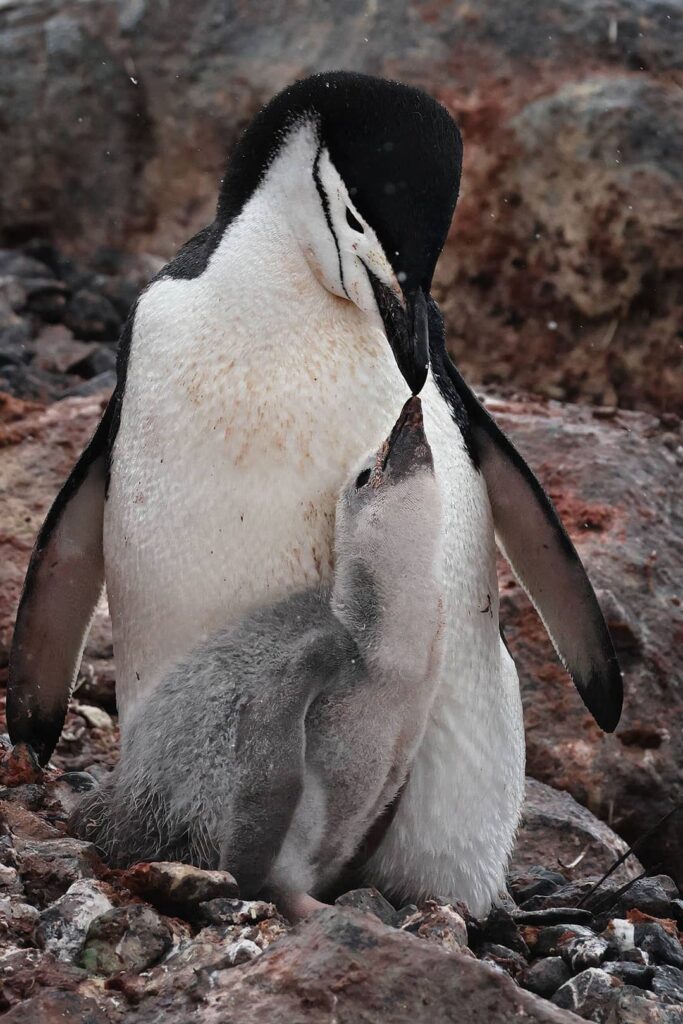 baby chinstrap penguin