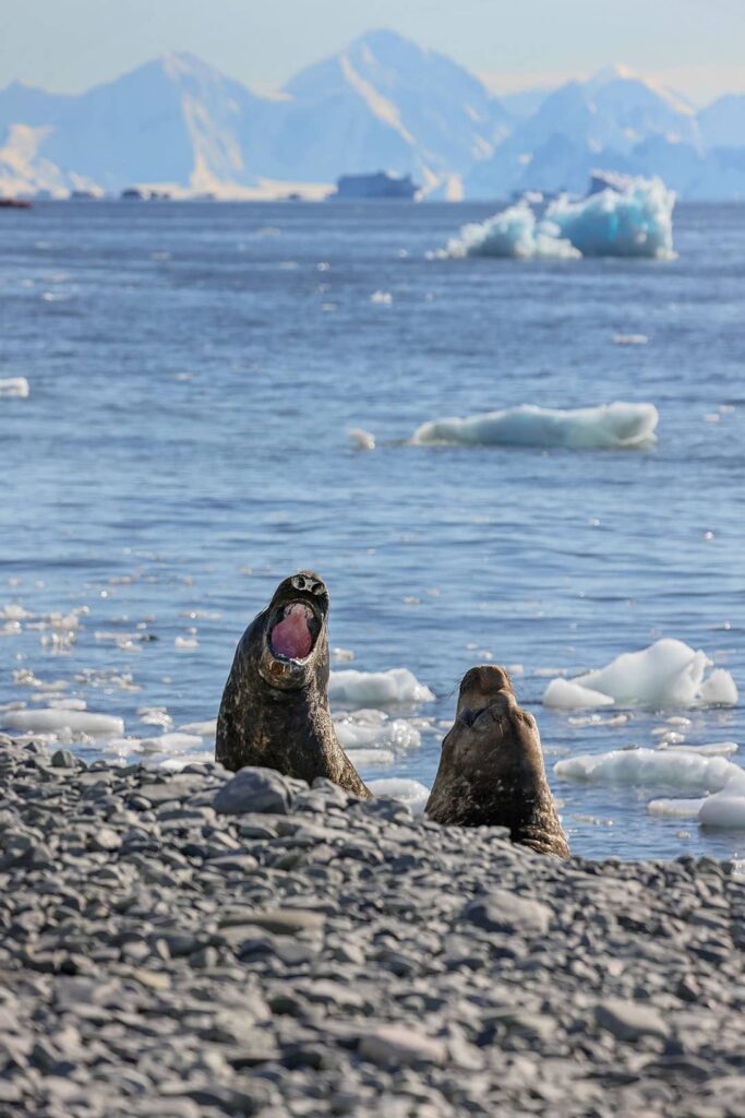 elephant seals antarctica