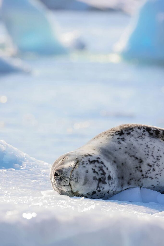 leopard seals in antarctica