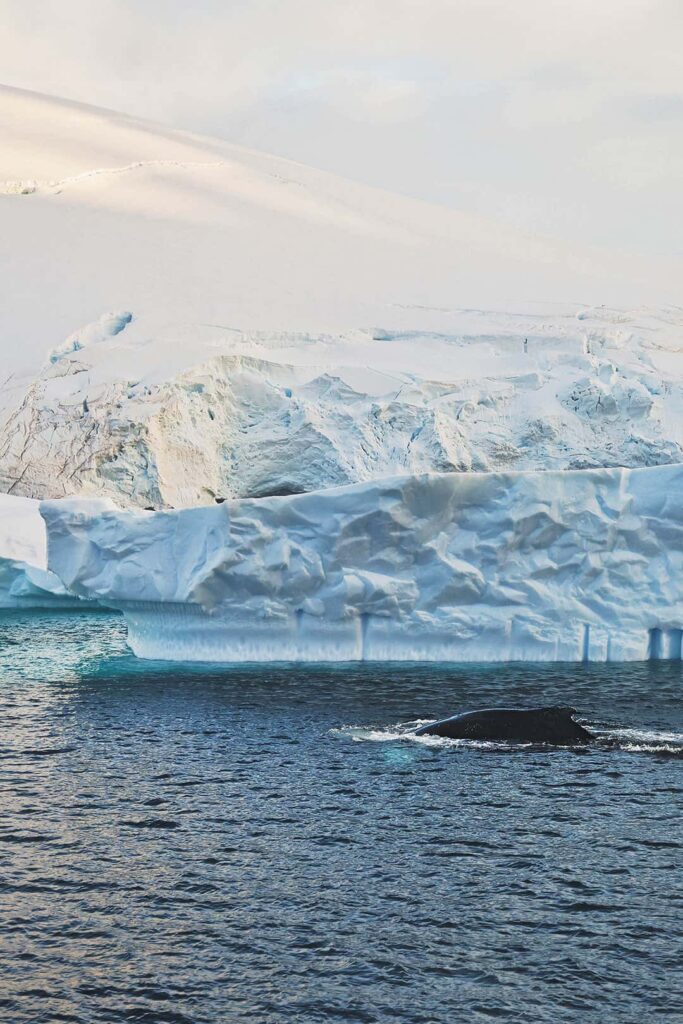whales in antarctica