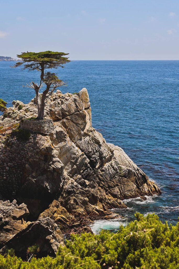 lone cypress at pebble beach