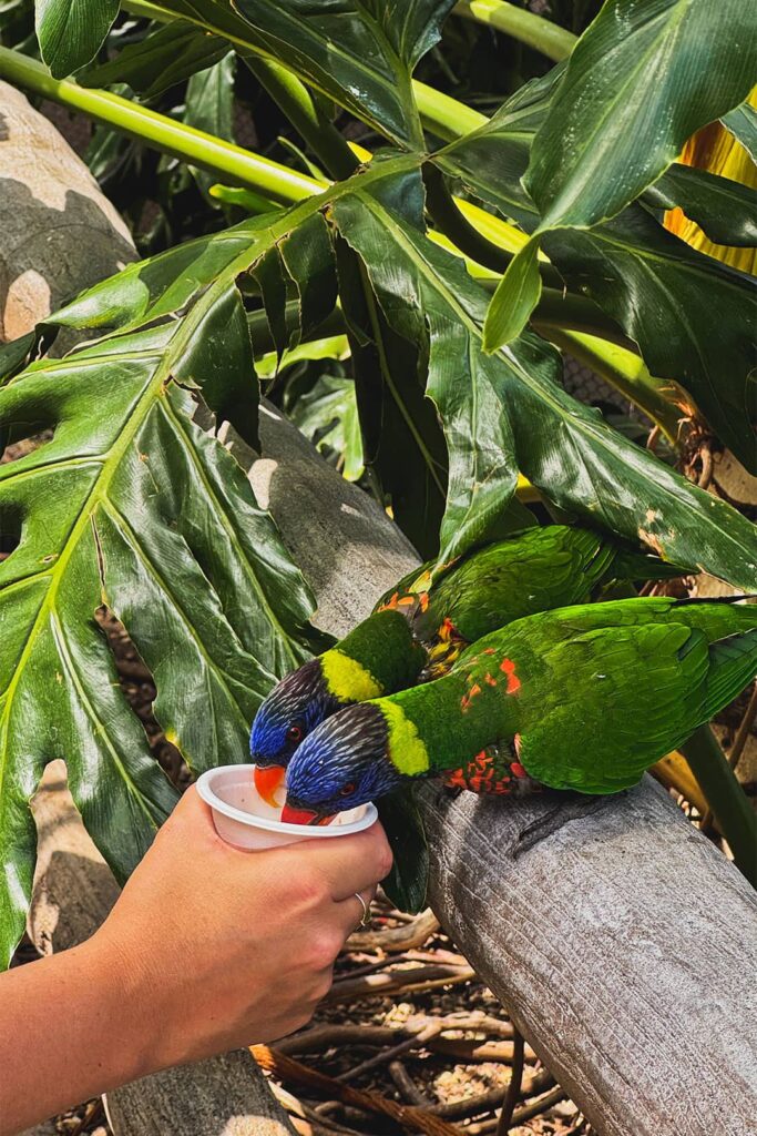 lorikeet forest aquarium of the pacific