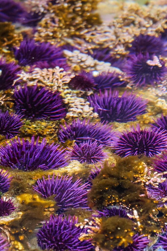 tide pools in monterey california