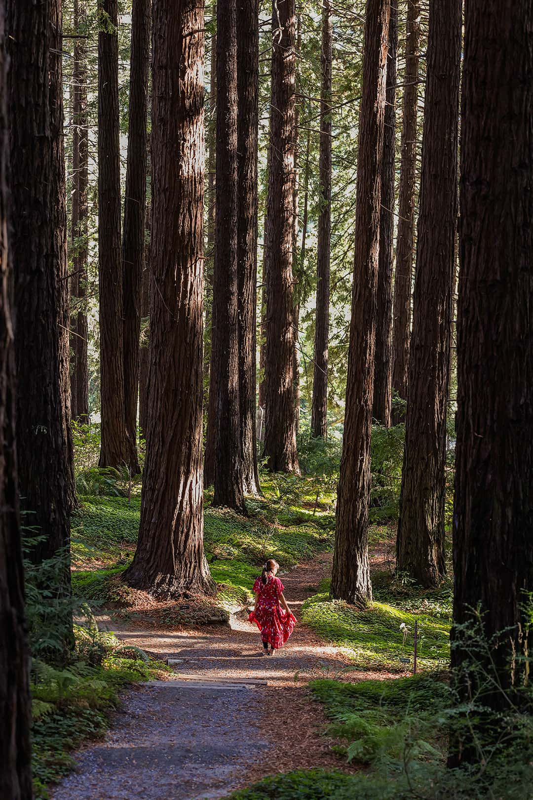 redwood grove berkeley