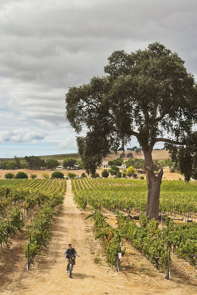 cass winery in paso robles