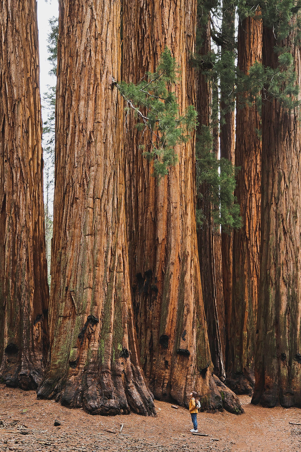 congress trail sequoia national park